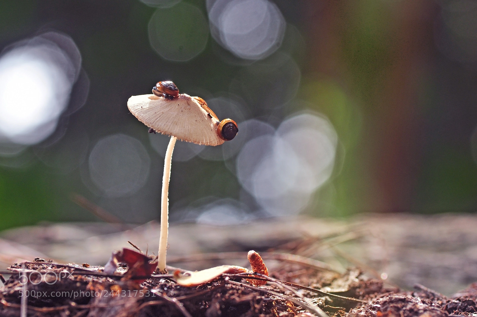 Nikon D5000 sample photo. Snail photography