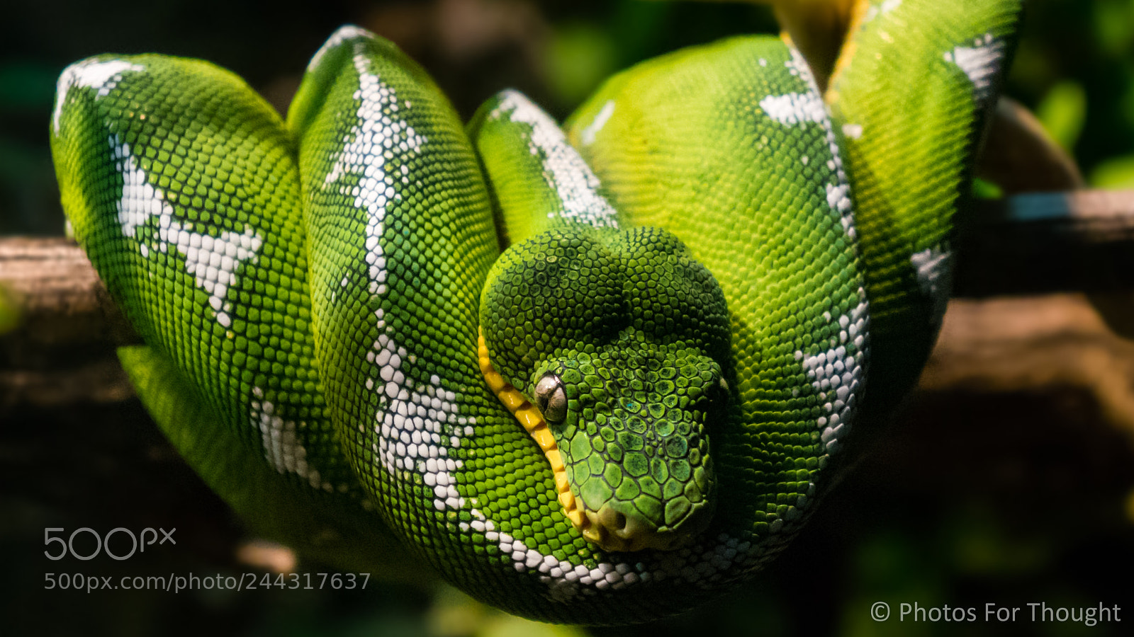 Sony Alpha NEX-5R sample photo. Emerald photography