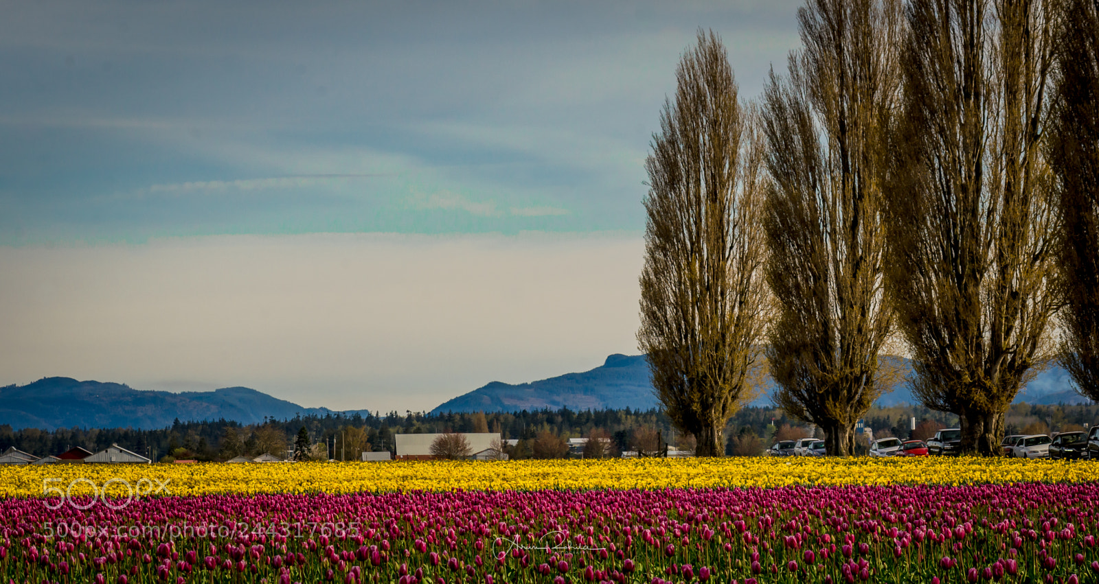 Nikon D5100 sample photo. Tulip fields and trees photography