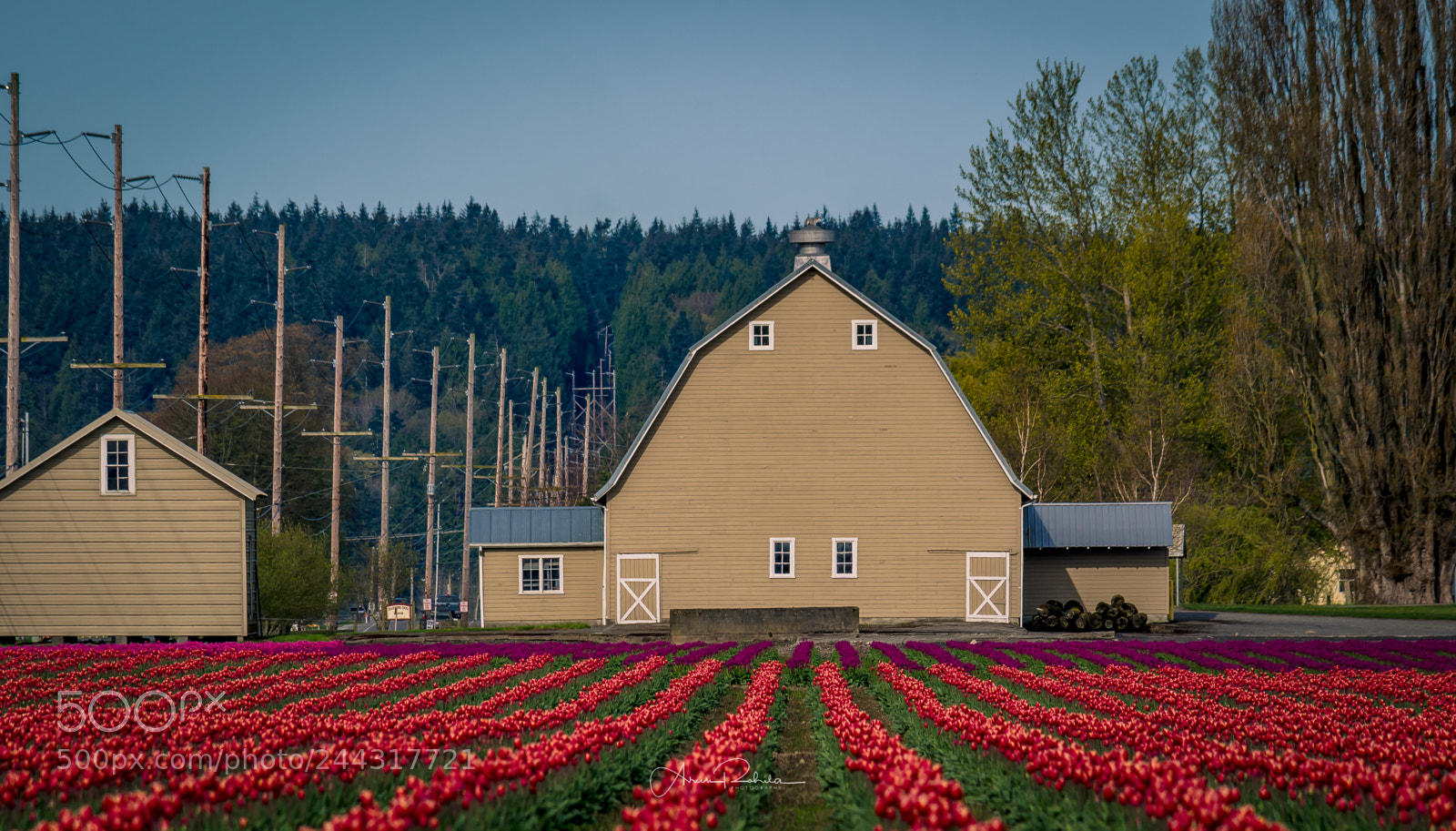 Nikon D5100 sample photo. Backyard tulips photography
