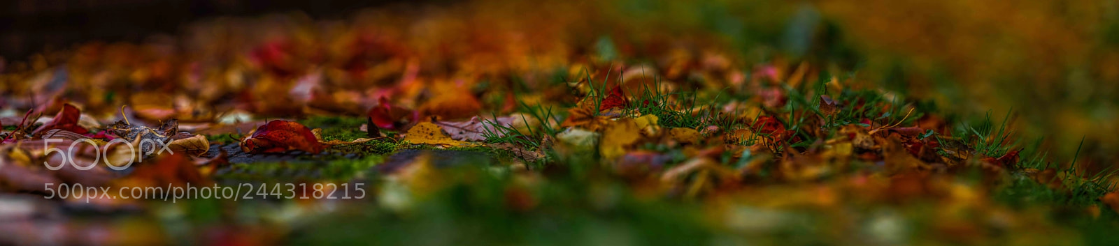 Olympus OM-D E-M5 II sample photo. Autumn in hokkaido photography