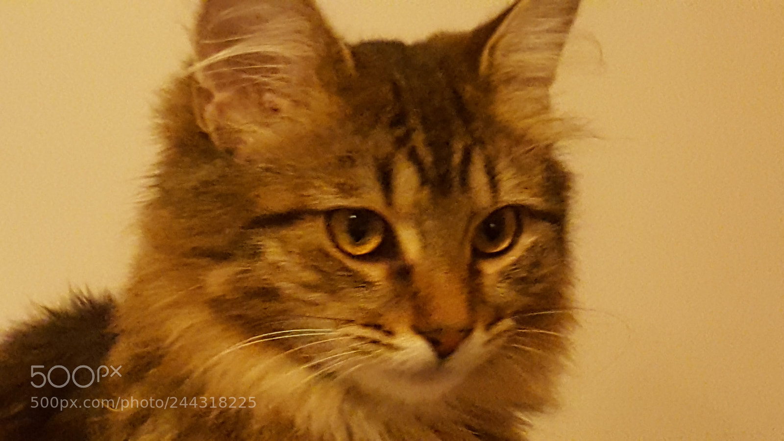 Samsung Galaxy S6 sample photo. Untitled photography