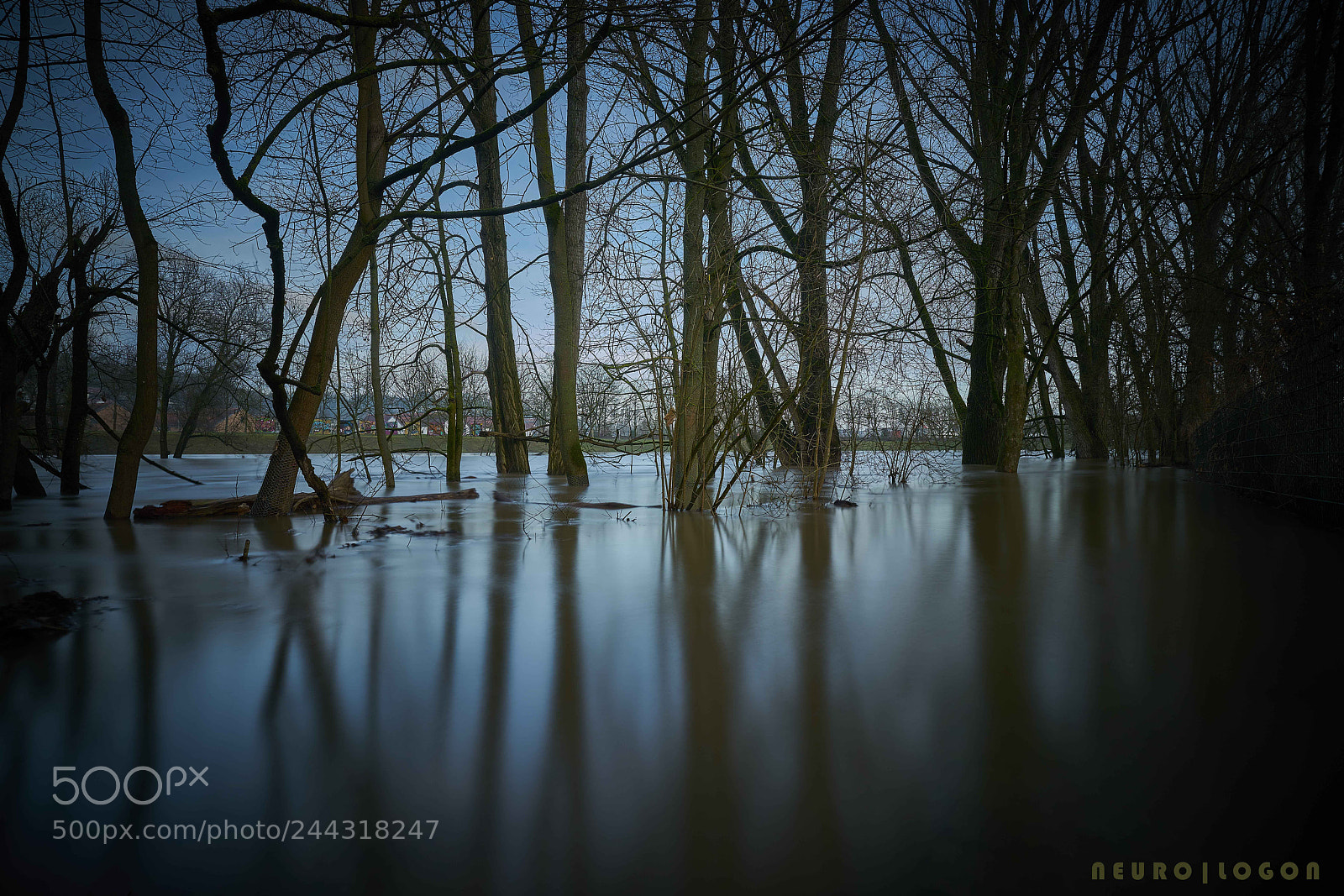 Sony a7R II sample photo. Tree trunks i photography
