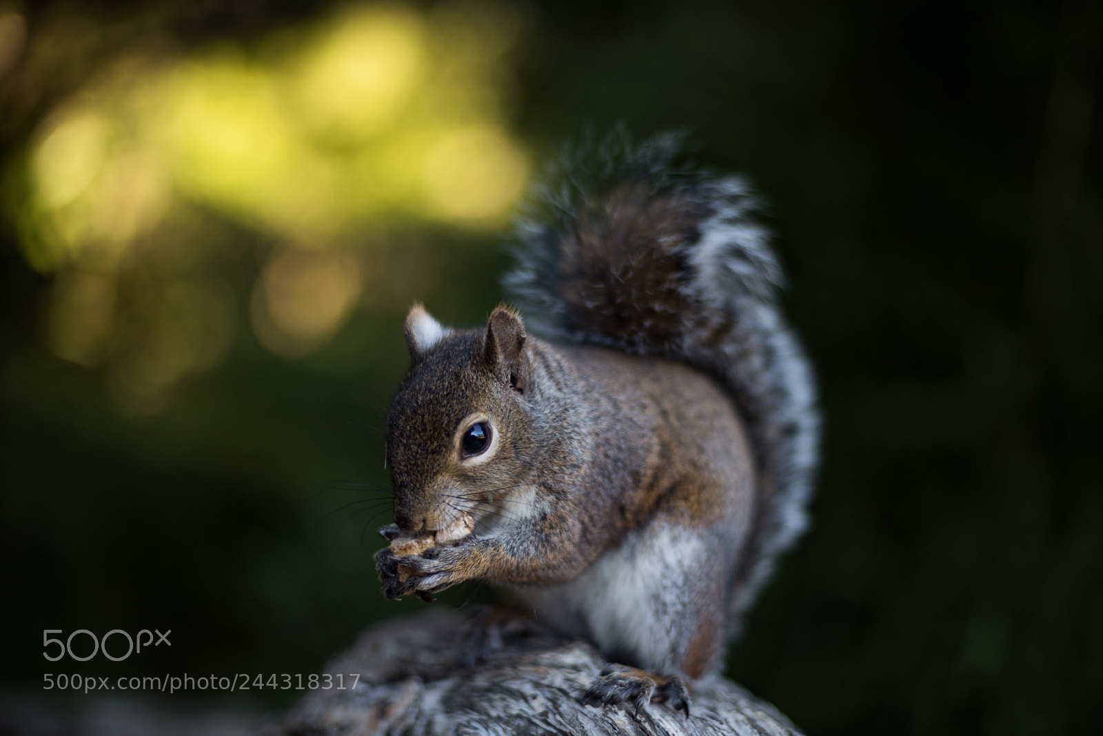Nikon D810 sample photo. Squirrel photography