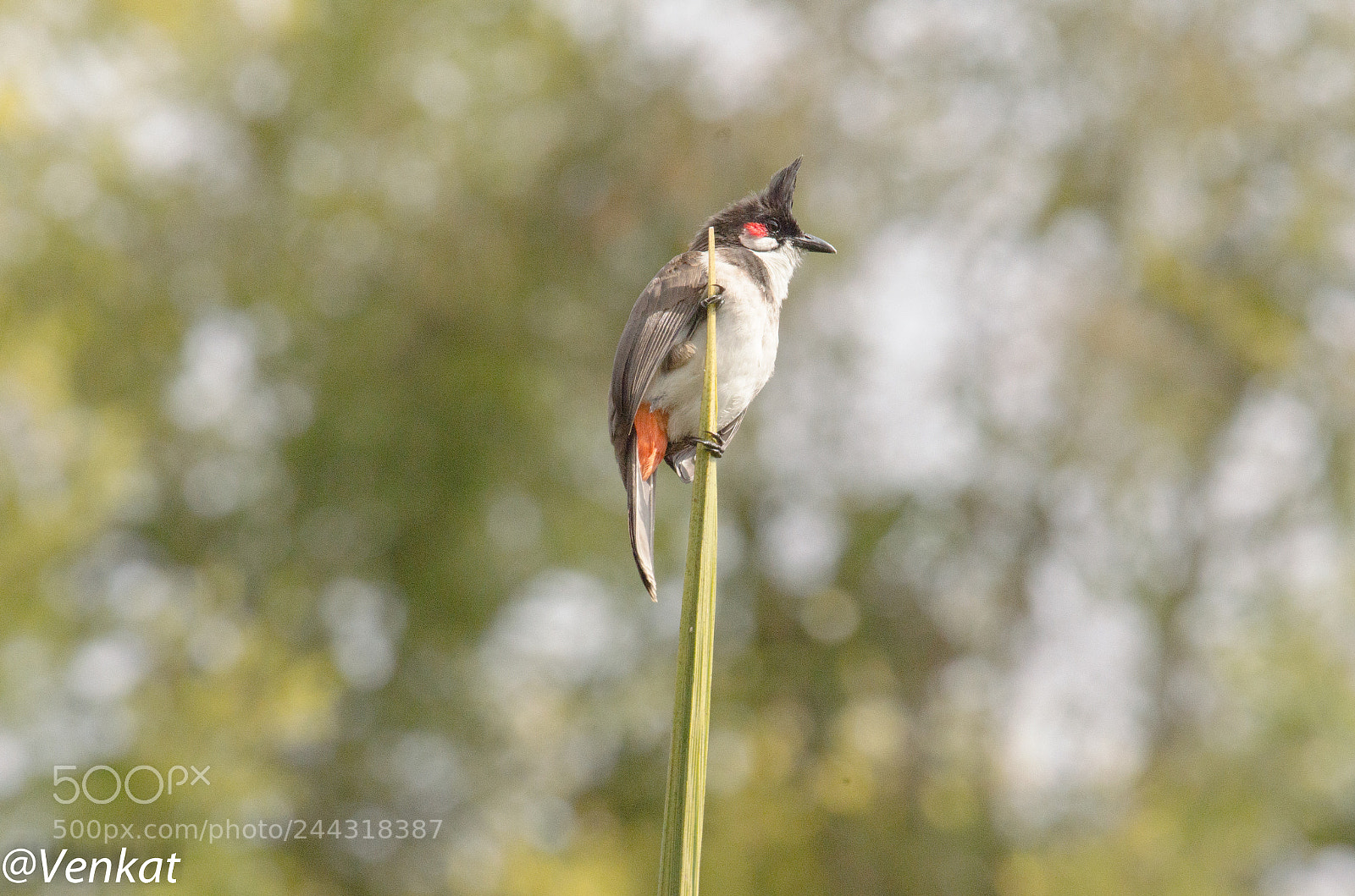 Nikon D5100 sample photo. Waiting to fly photography