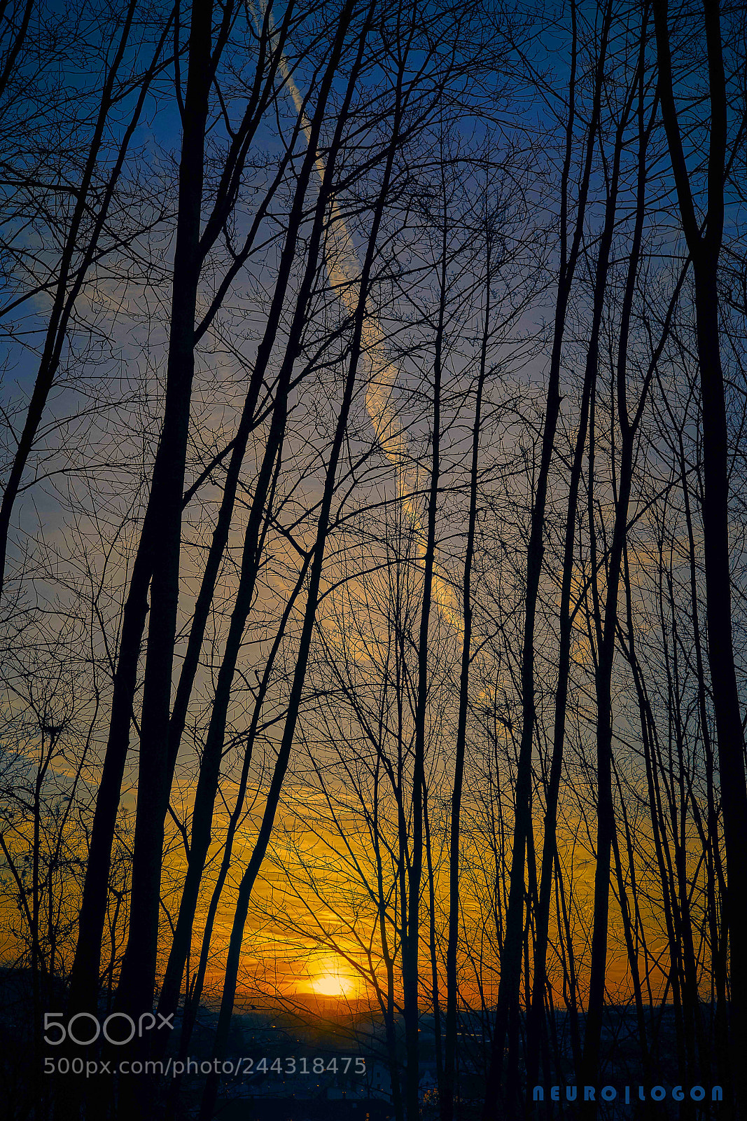 Sony a7R II sample photo. Tree trunks ii photography