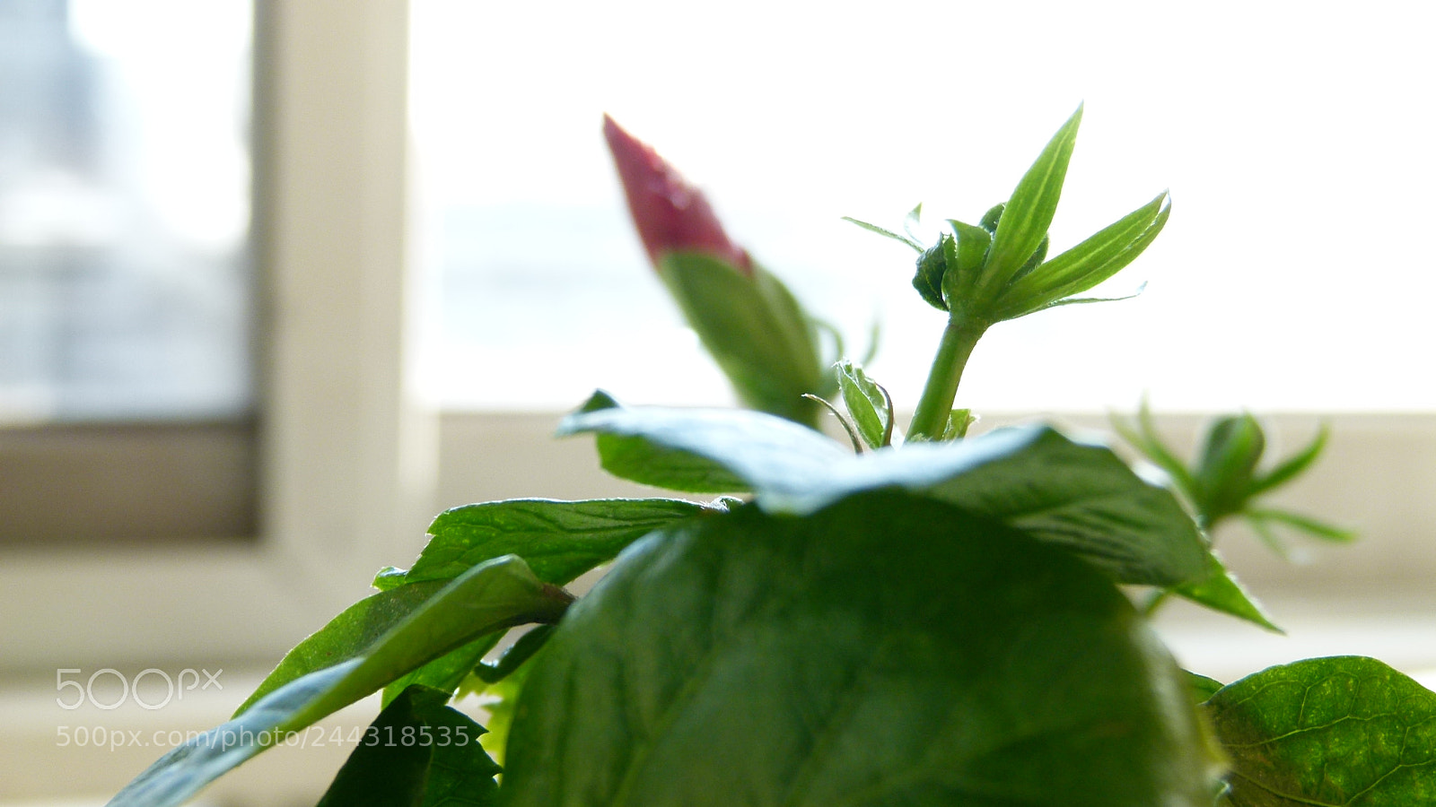 Leica V-Lux 2 sample photo. Untitled photography