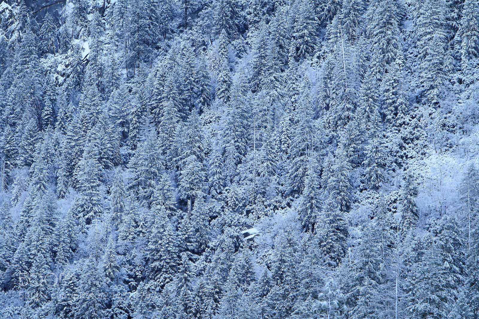 Canon EOS 7D Mark II sample photo. Frozen yosemite national park photography