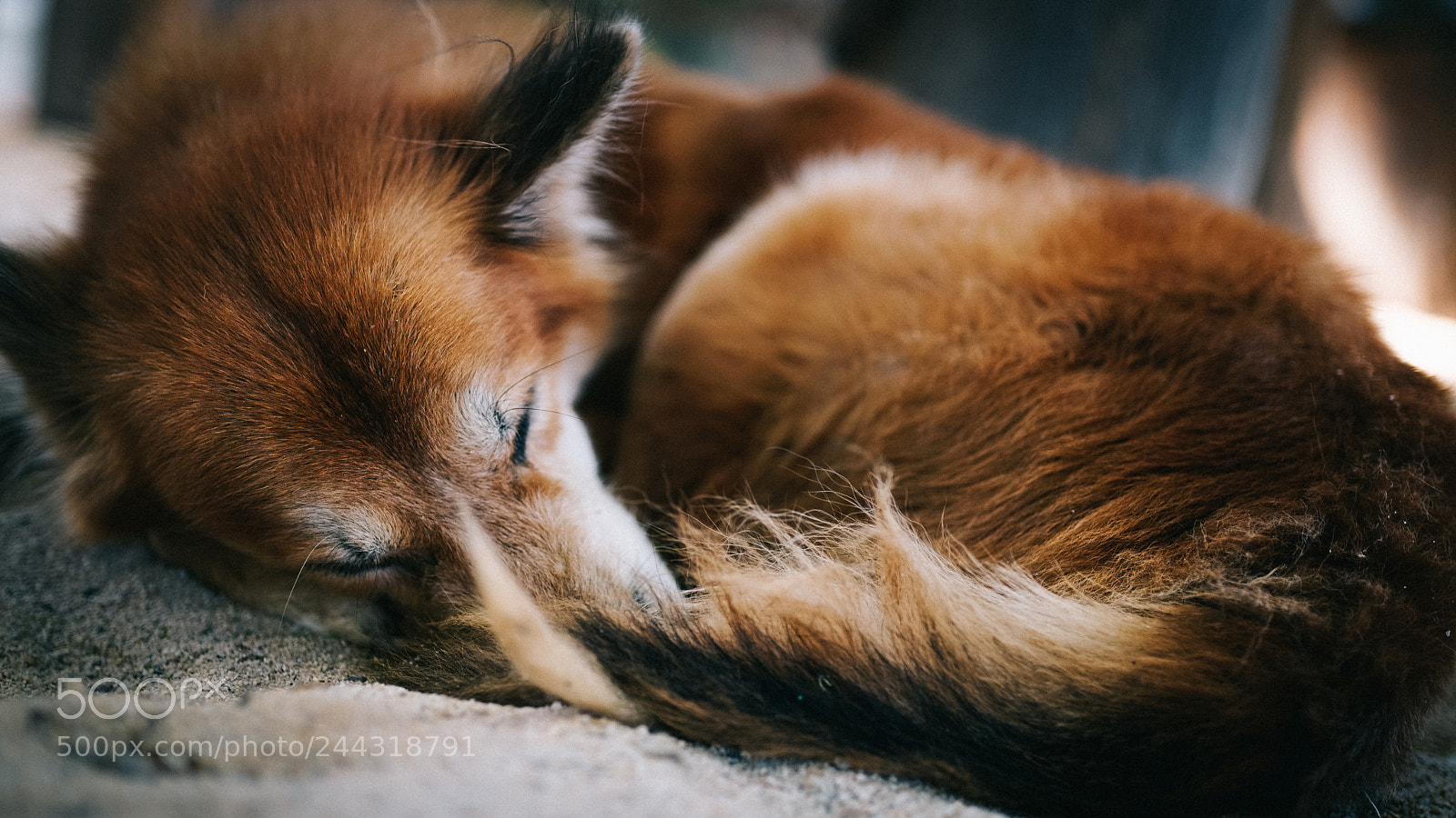 Sony a7R sample photo. Dog dreams photography