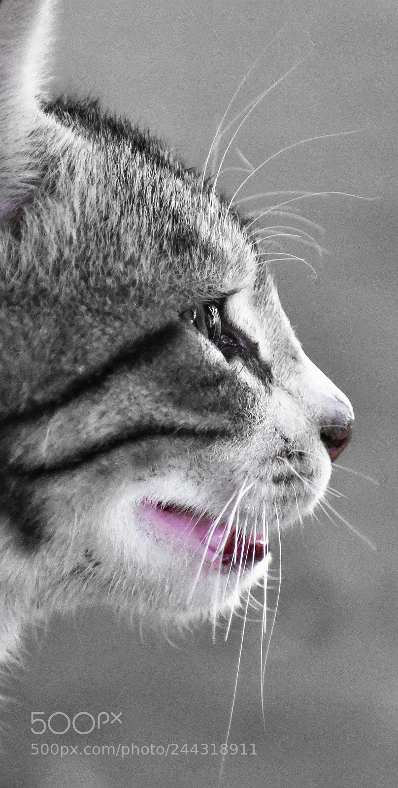 Nikon D3400 sample photo. Cat ;) photography