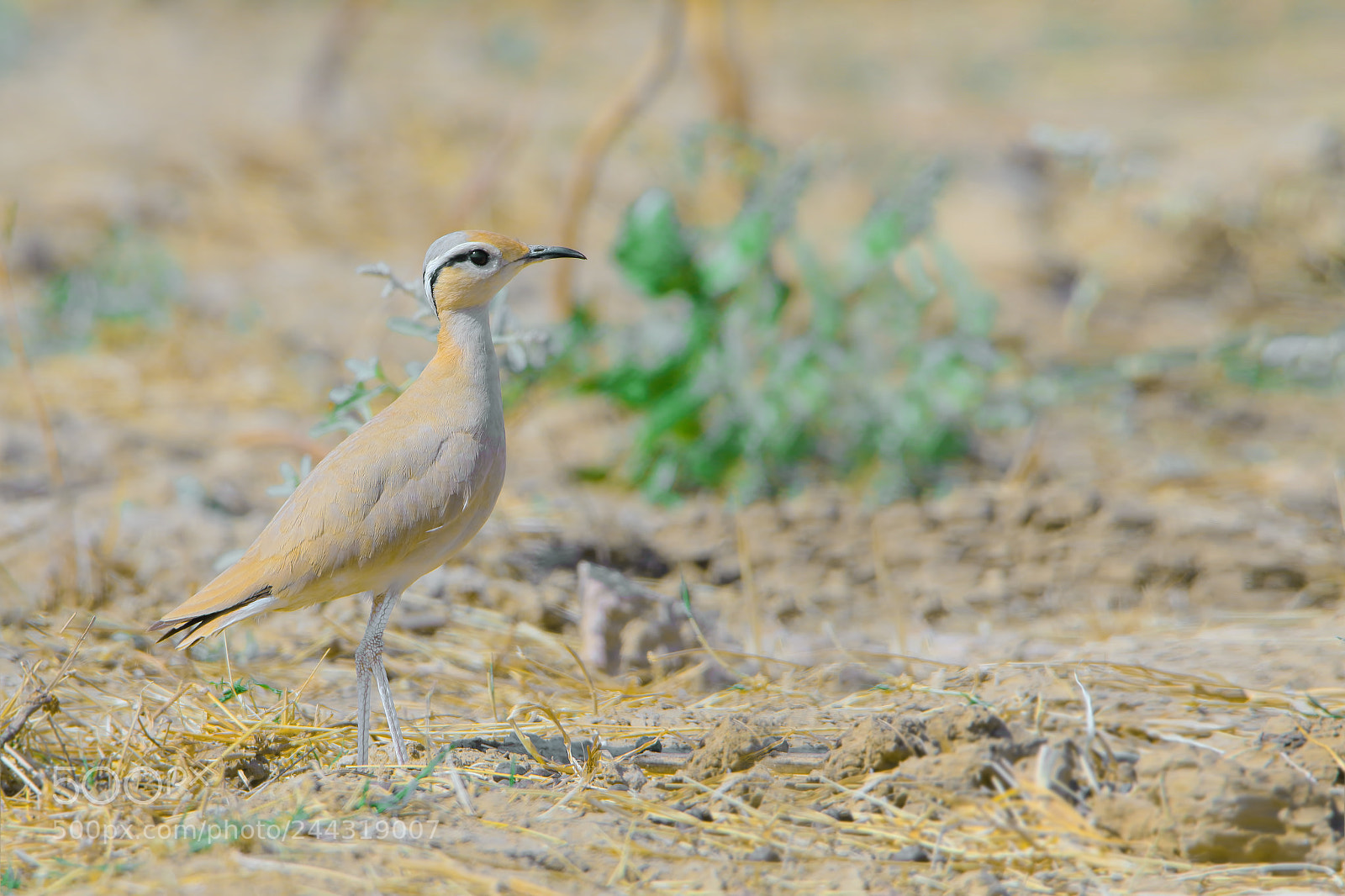 Canon EOS 7D Mark II sample photo. Cream-colored courser photography