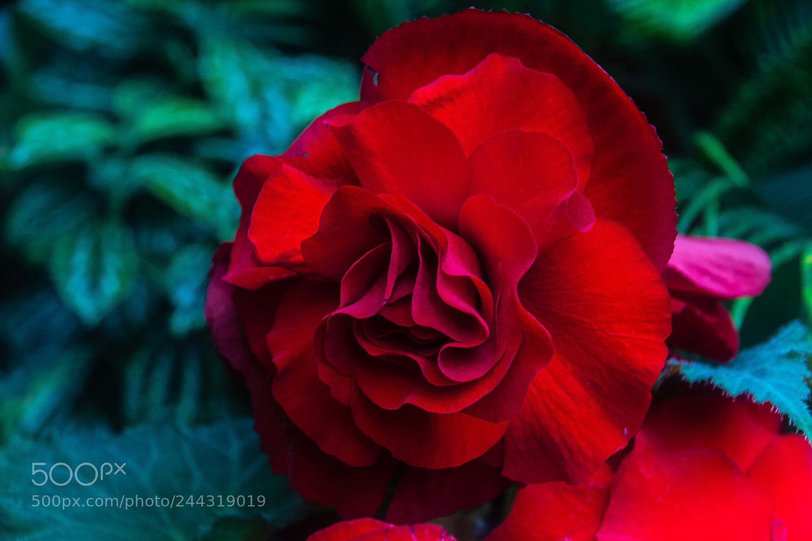 Canon EOS 60D sample photo. Begonia 'firebrand' photography