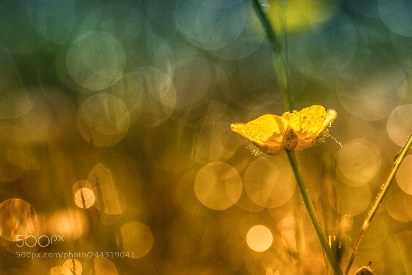 Canon EOS 7D Mark II sample photo. Dream of summer photography