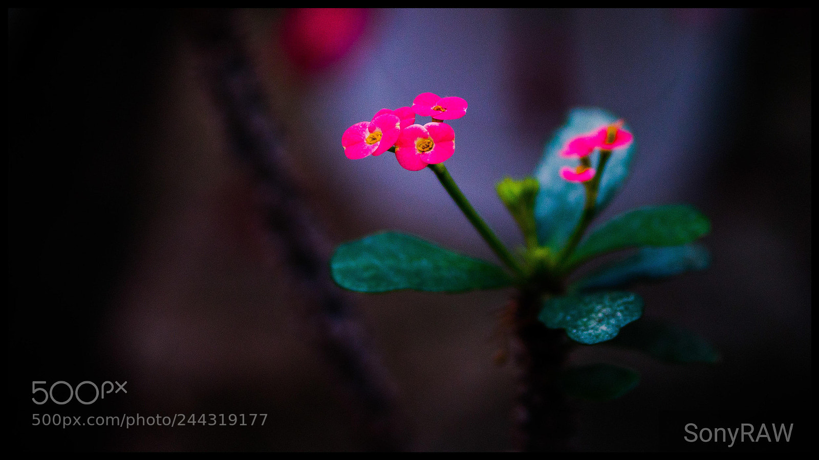 Sony a6500 sample photo. Euphorbia milii photography