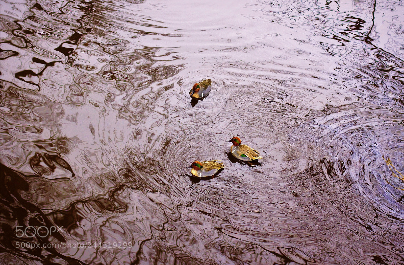 Canon EOS 60D sample photo. Ducks -- 游 photography