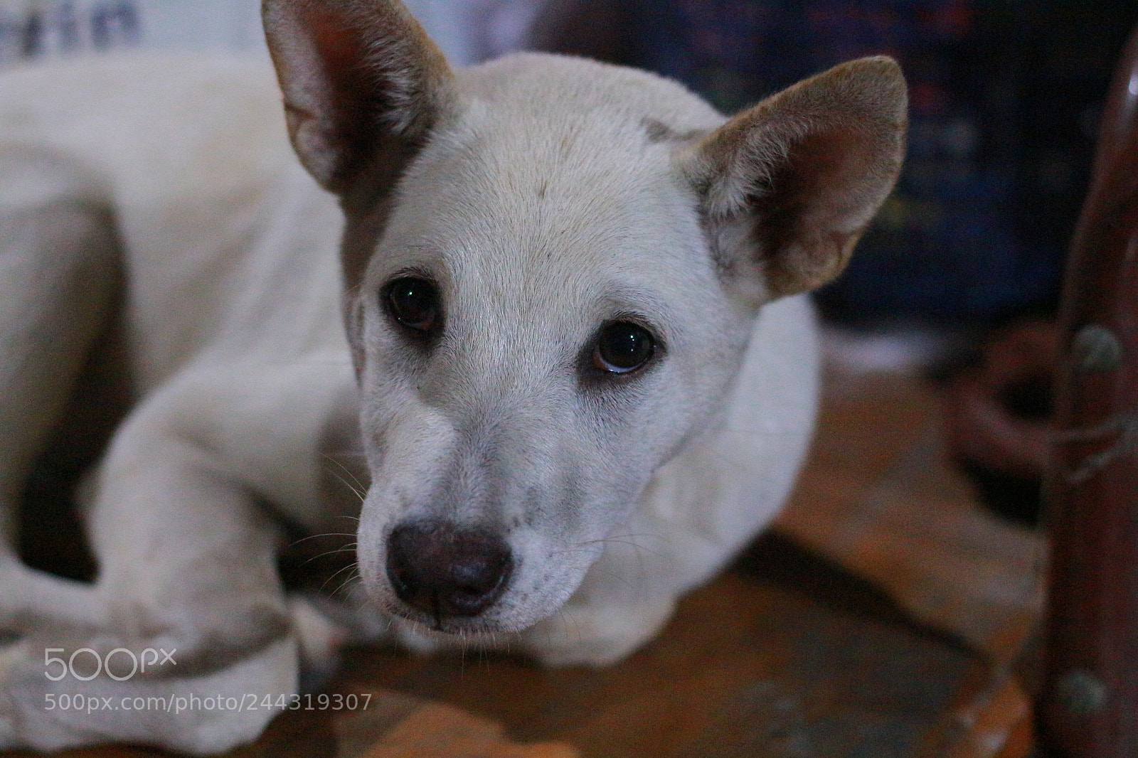 Canon EOS 700D (EOS Rebel T5i / EOS Kiss X7i) + Canon EF 50mm F1.8 STM sample photo. Untitled photography