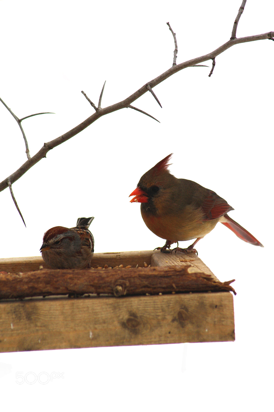 Canon EOS 1000D (EOS Digital Rebel XS / EOS Kiss F) sample photo. The sparrow and the photography