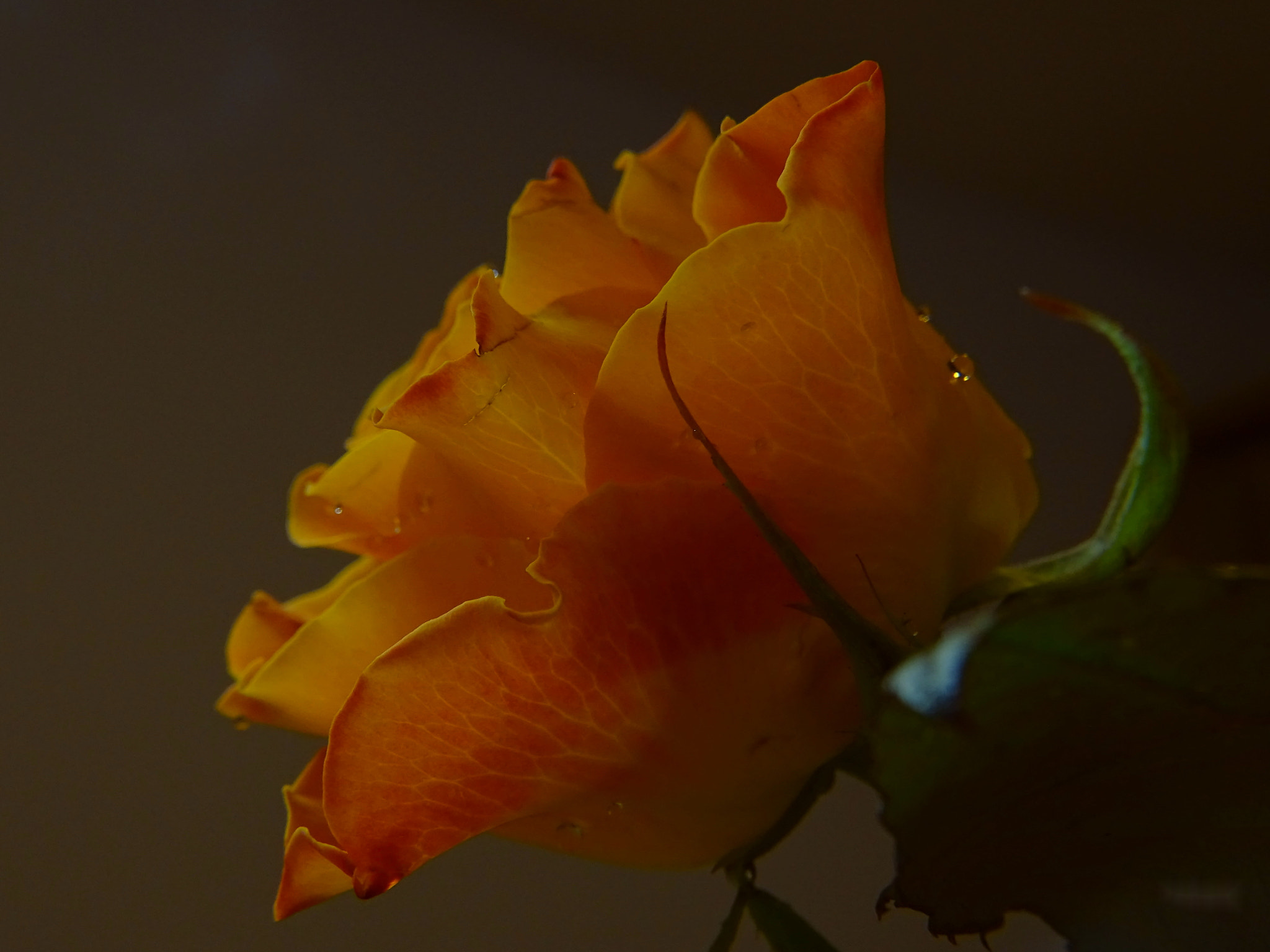 Minolta AF 80-200mm F2.8 HS-APO G sample photo. 16_2018.jpg photography