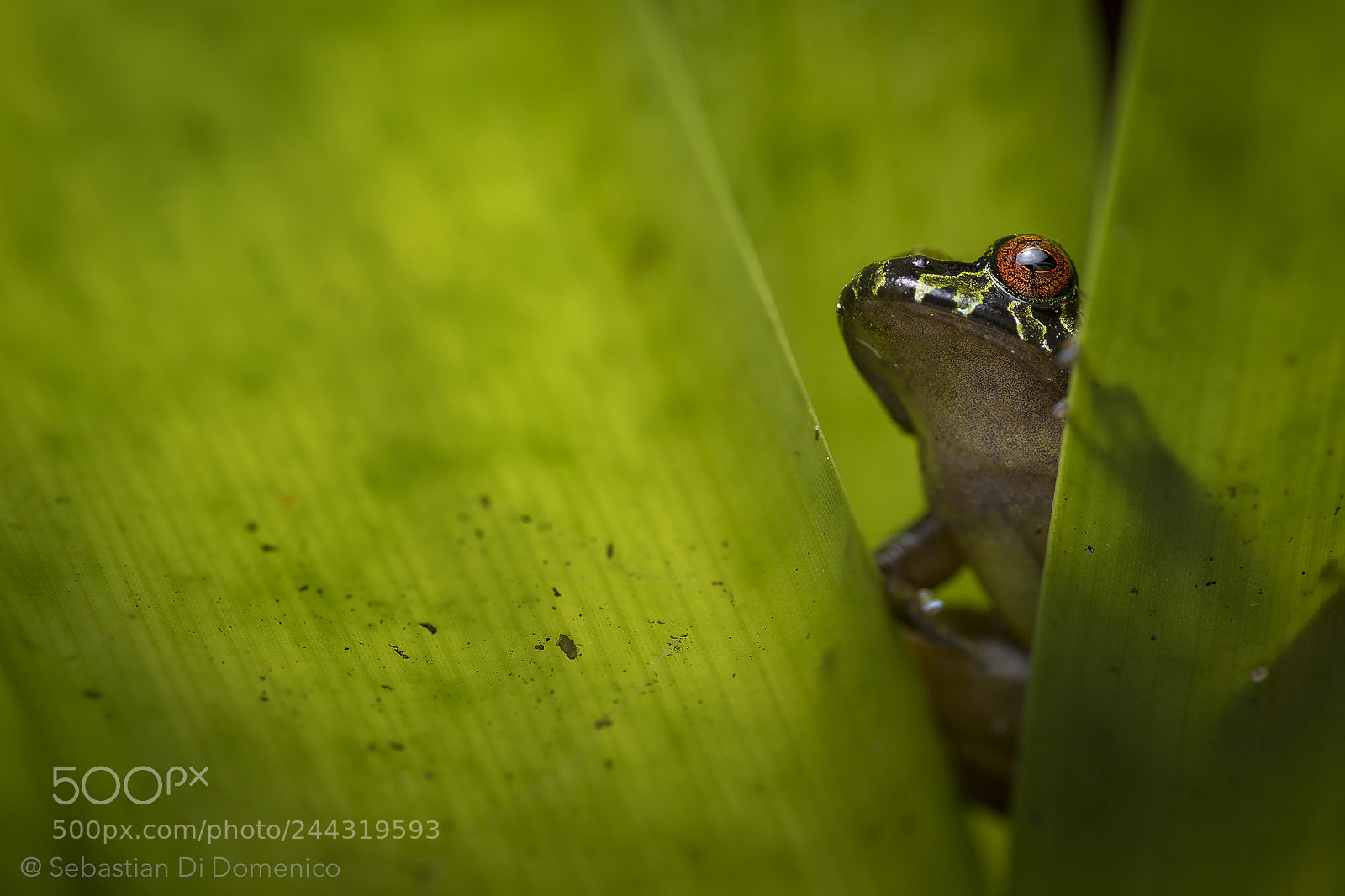 Nikon D500 sample photo. Pristimantis carmelitae photography