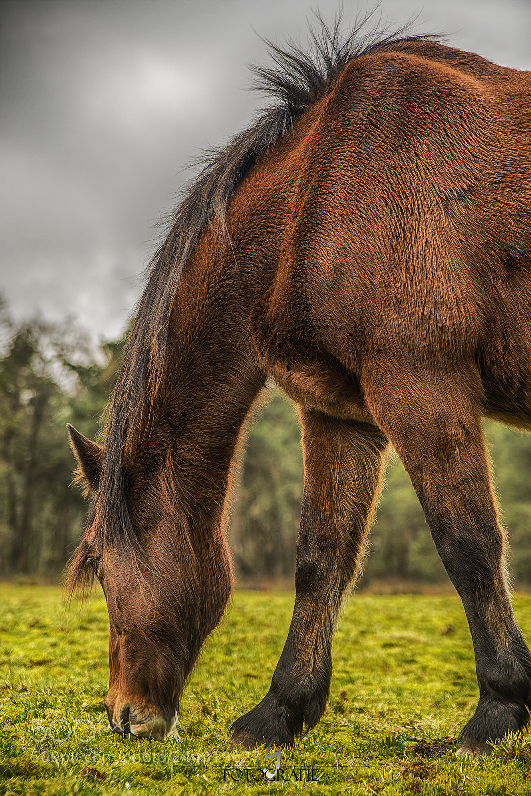 Nikon D600 sample photo. Horse photography