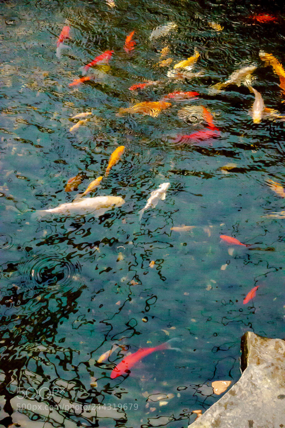 Sony Cyber-shot DSC-RX100 III sample photo. Indoor goldfish pond. photography
