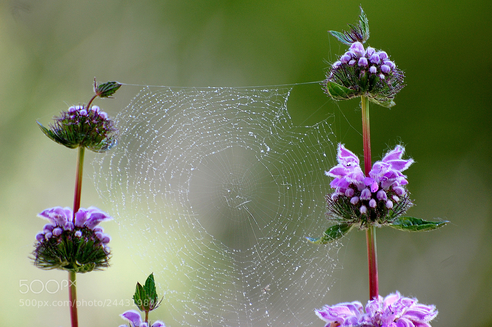 Nikon D40 sample photo. Soporte de flores photography