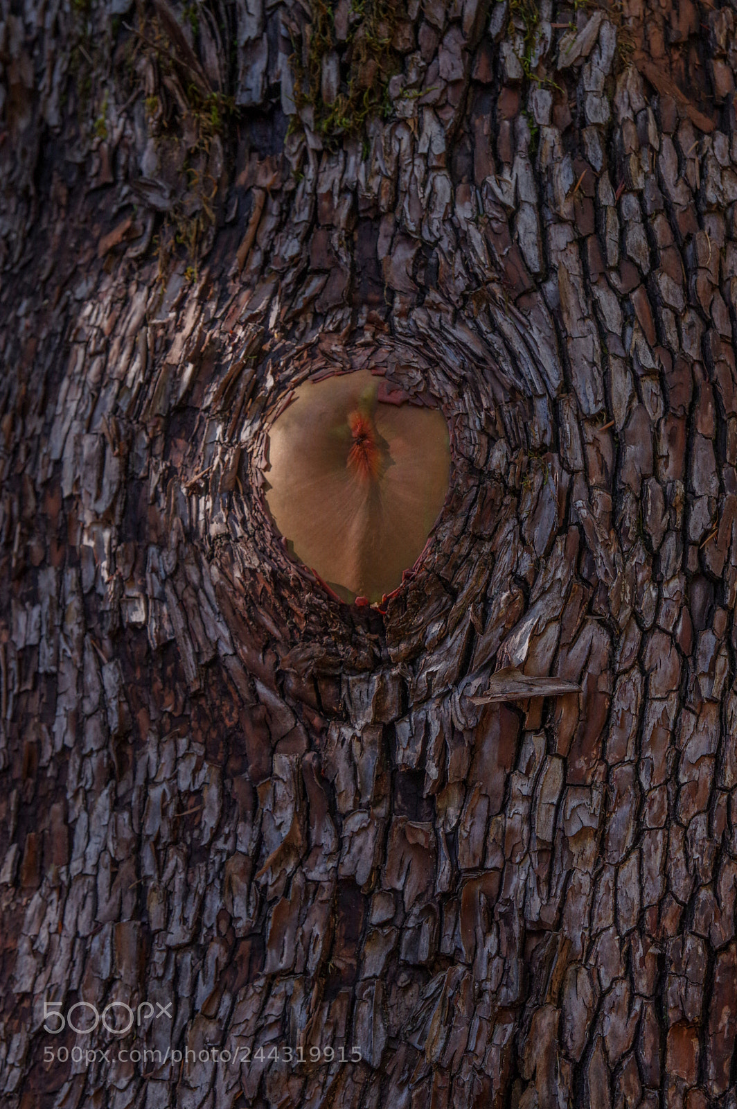 Pentax K-3 sample photo. Branch remnants photography