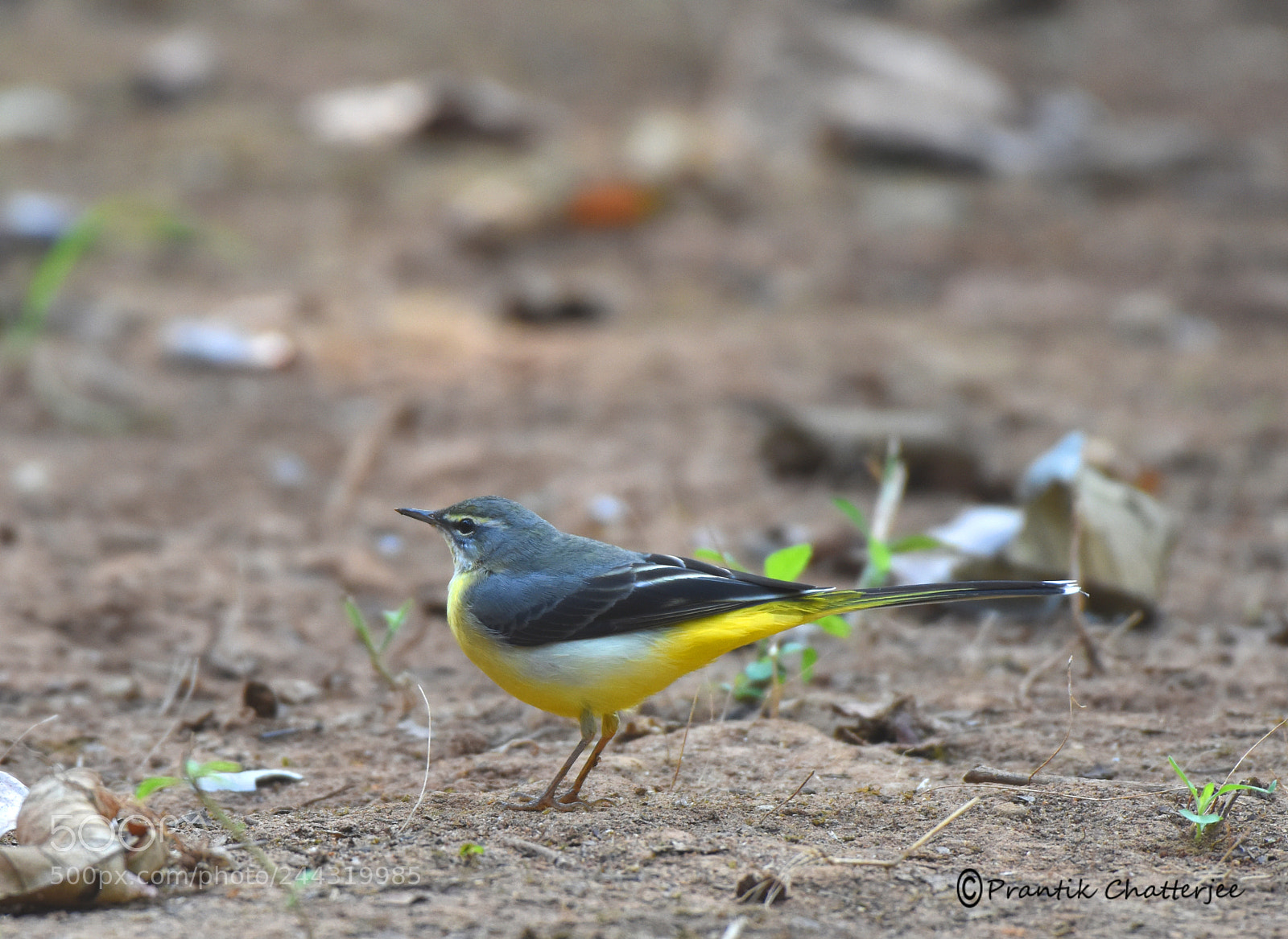 Nikon D7200 sample photo. ''yellow wagtail'' photography