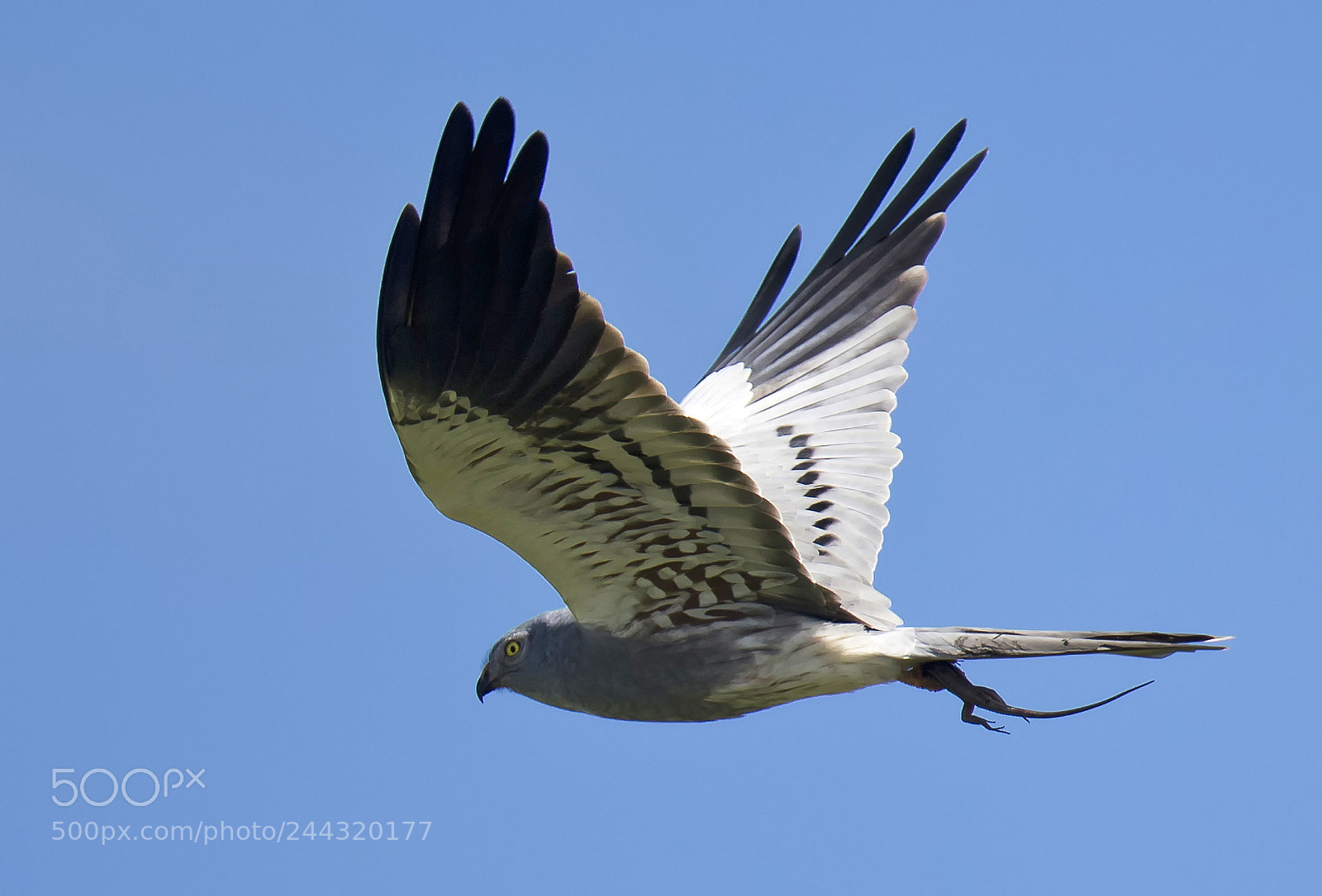 Canon EOS-1D X sample photo. Montagu's harrier (circus pygargus) photography