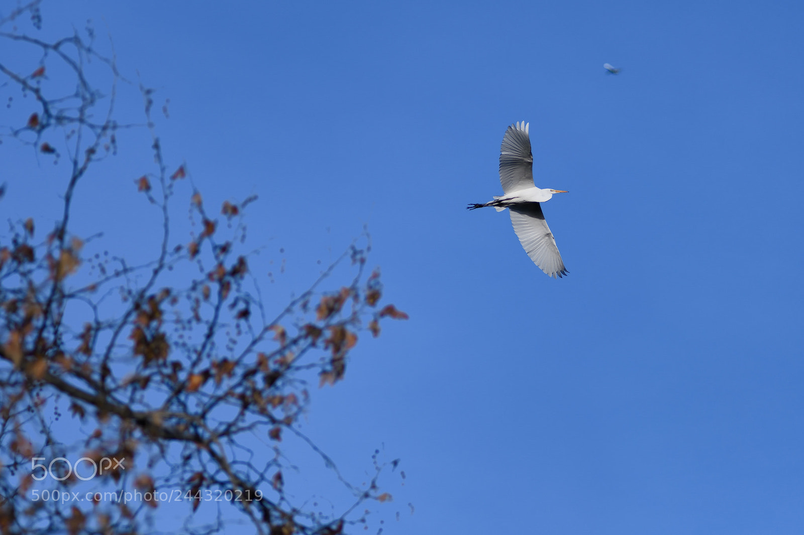 Nikon D500 sample photo. The dream... photography