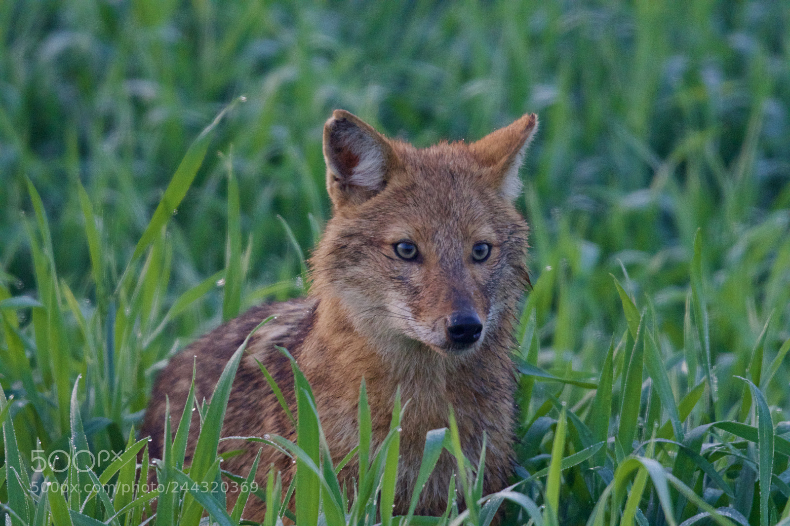 Nikon D500 sample photo. Fox photography