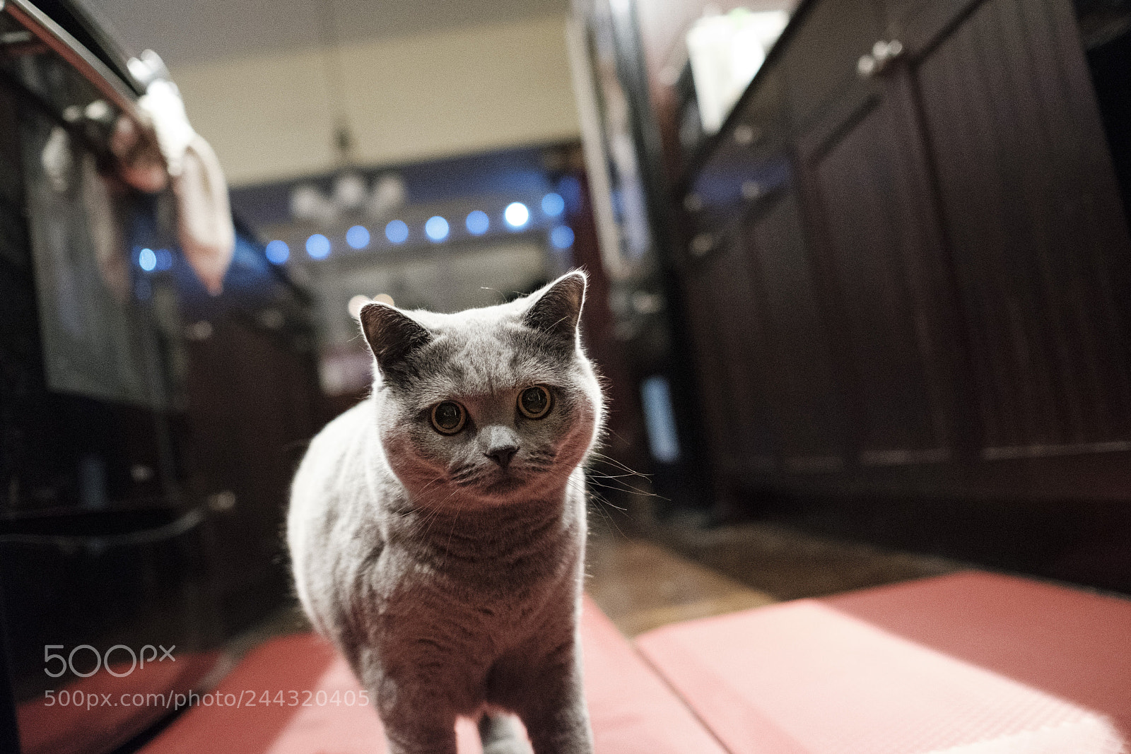 Fujifilm X-T2 sample photo. Stella photography