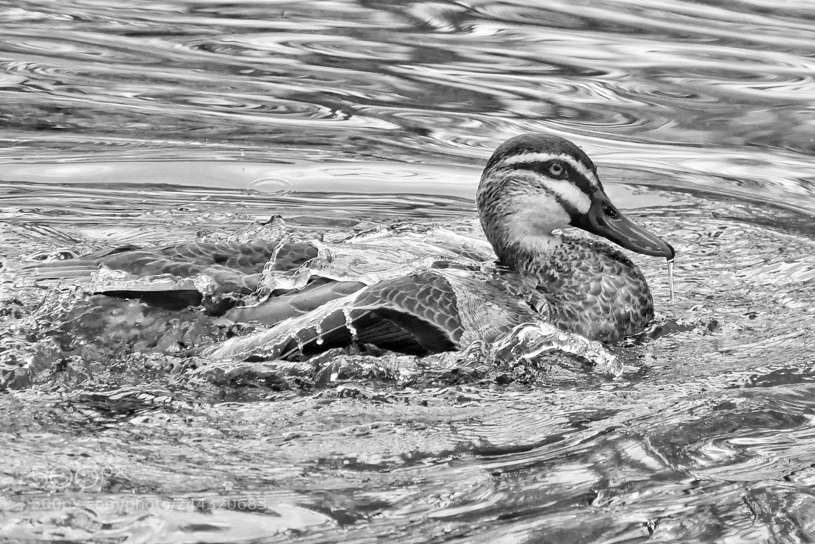 Panasonic Lumix DMC-G7 sample photo. Wet photography
