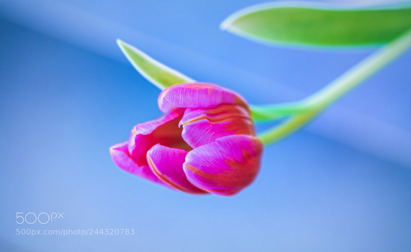 Nikon D850 sample photo. Simply pink photography