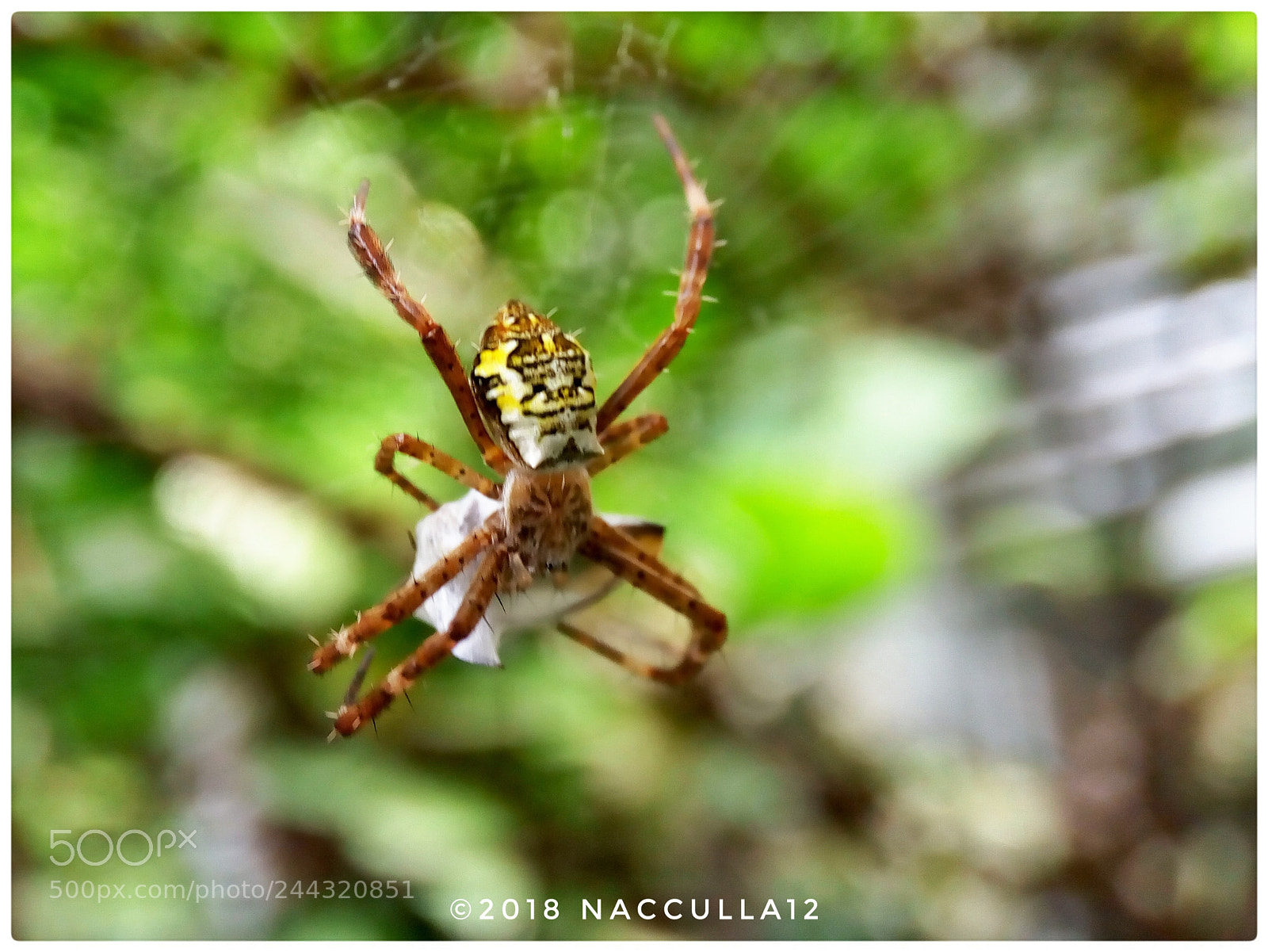 Lenovo VIBE X3 LITE sample photo. Spider photography