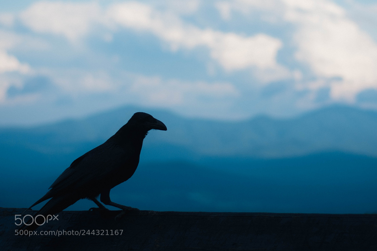 Nikon D7200 sample photo. Crow photography