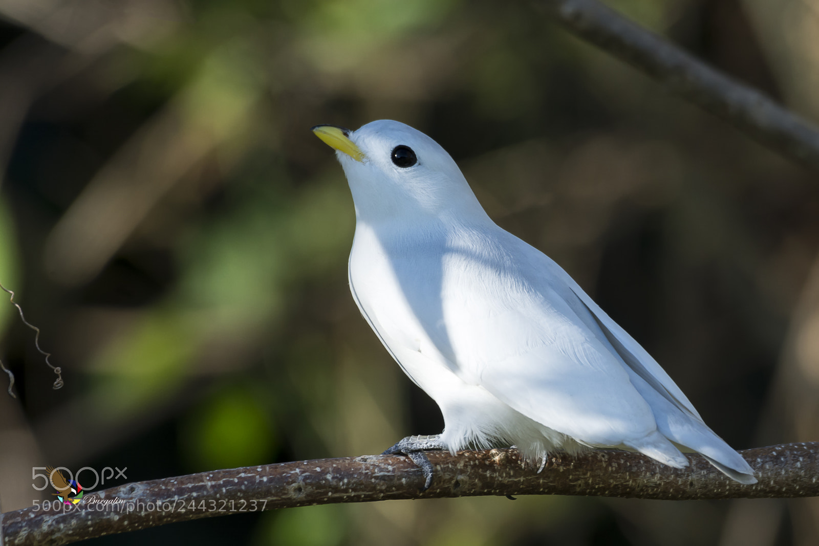 Nikon D7100 sample photo. Angel photography