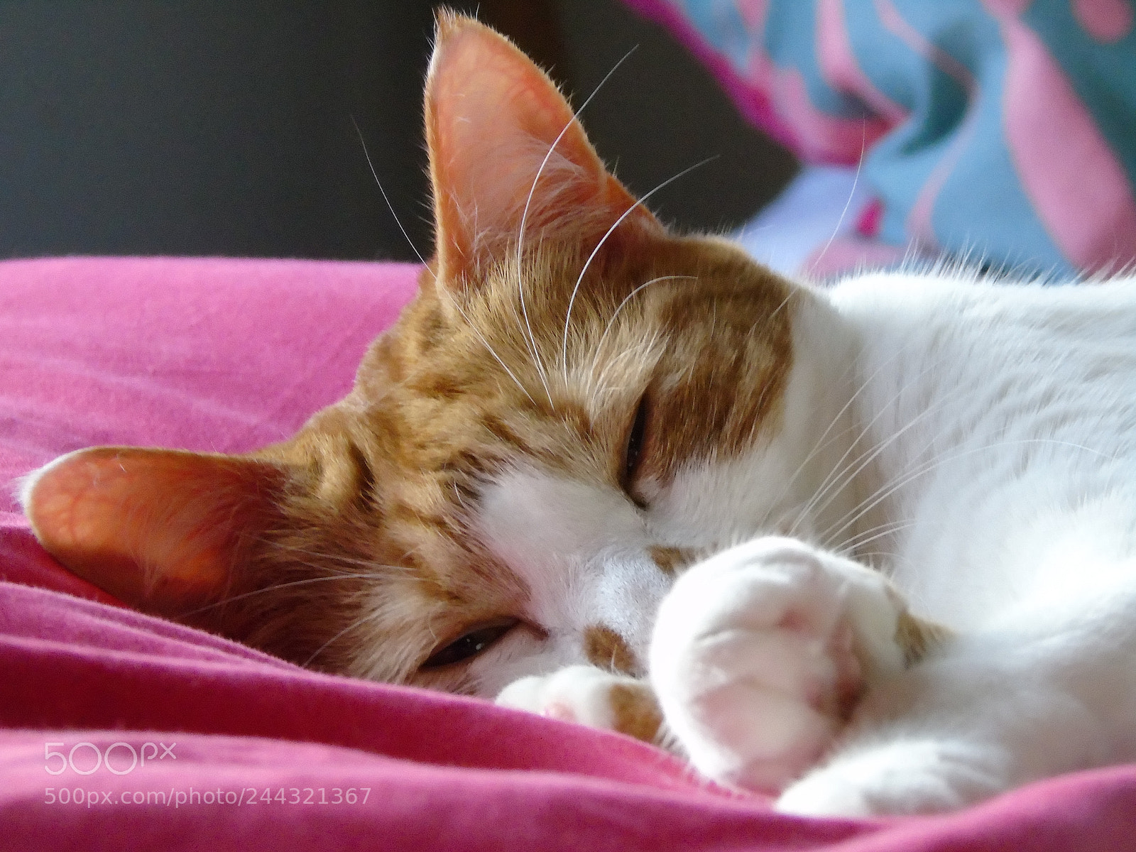 Sony Cyber-shot DSC-H400 sample photo. Valentine is very sleepy photography