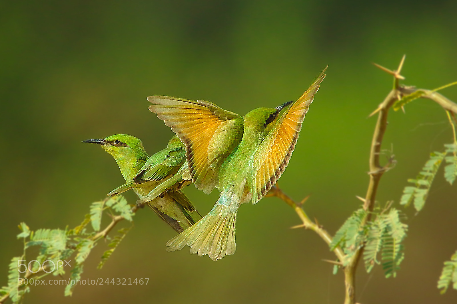 Canon EOS 7D Mark II sample photo. Green bee-eater photography