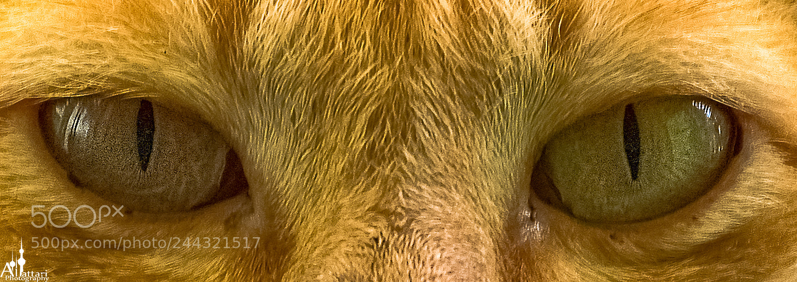 Nikon D7200 sample photo. Eyes of my cat photography