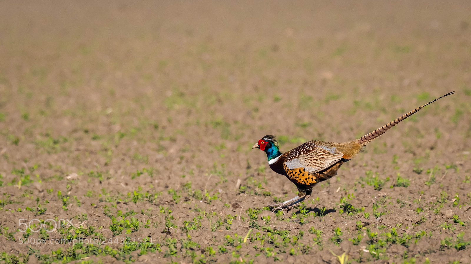 Nikon D810 sample photo. A pheasant's leap photography