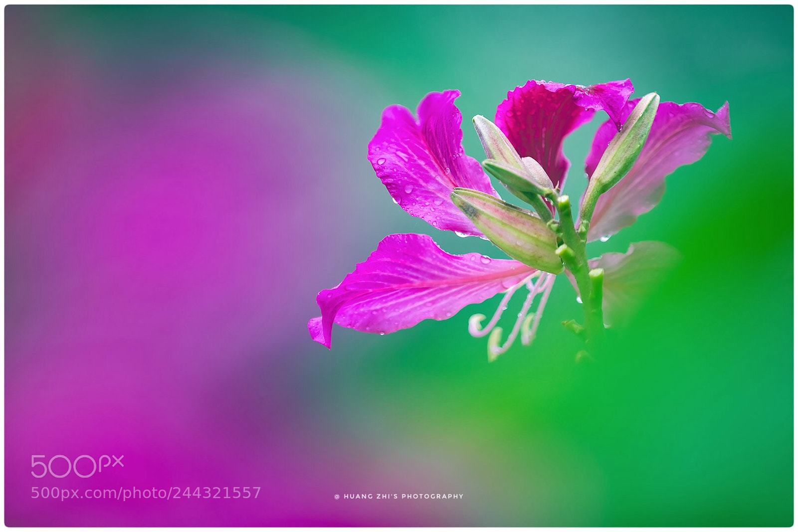Canon EOS-1D X Mark II sample photo. The bauhinia photography