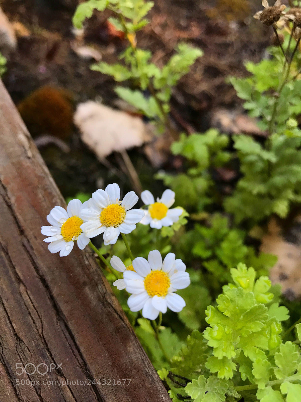 Apple iPhone 7 Plus sample photo. Nature photography