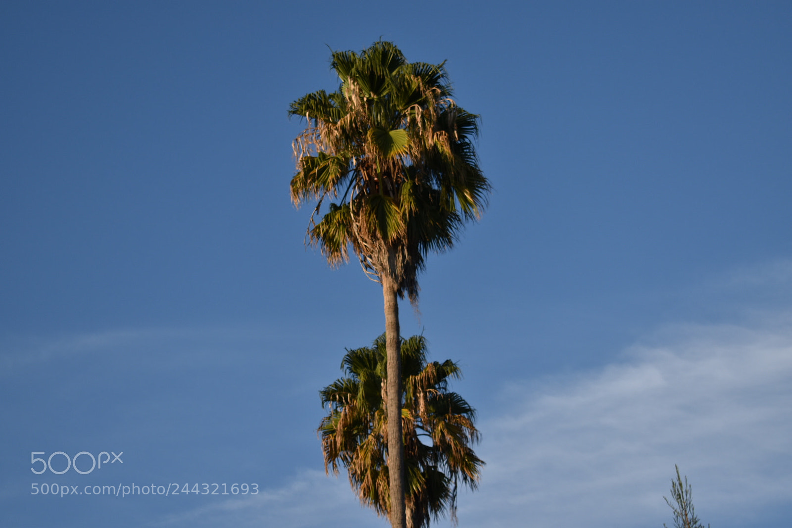 Nikon D5600 sample photo. California dreaming photography