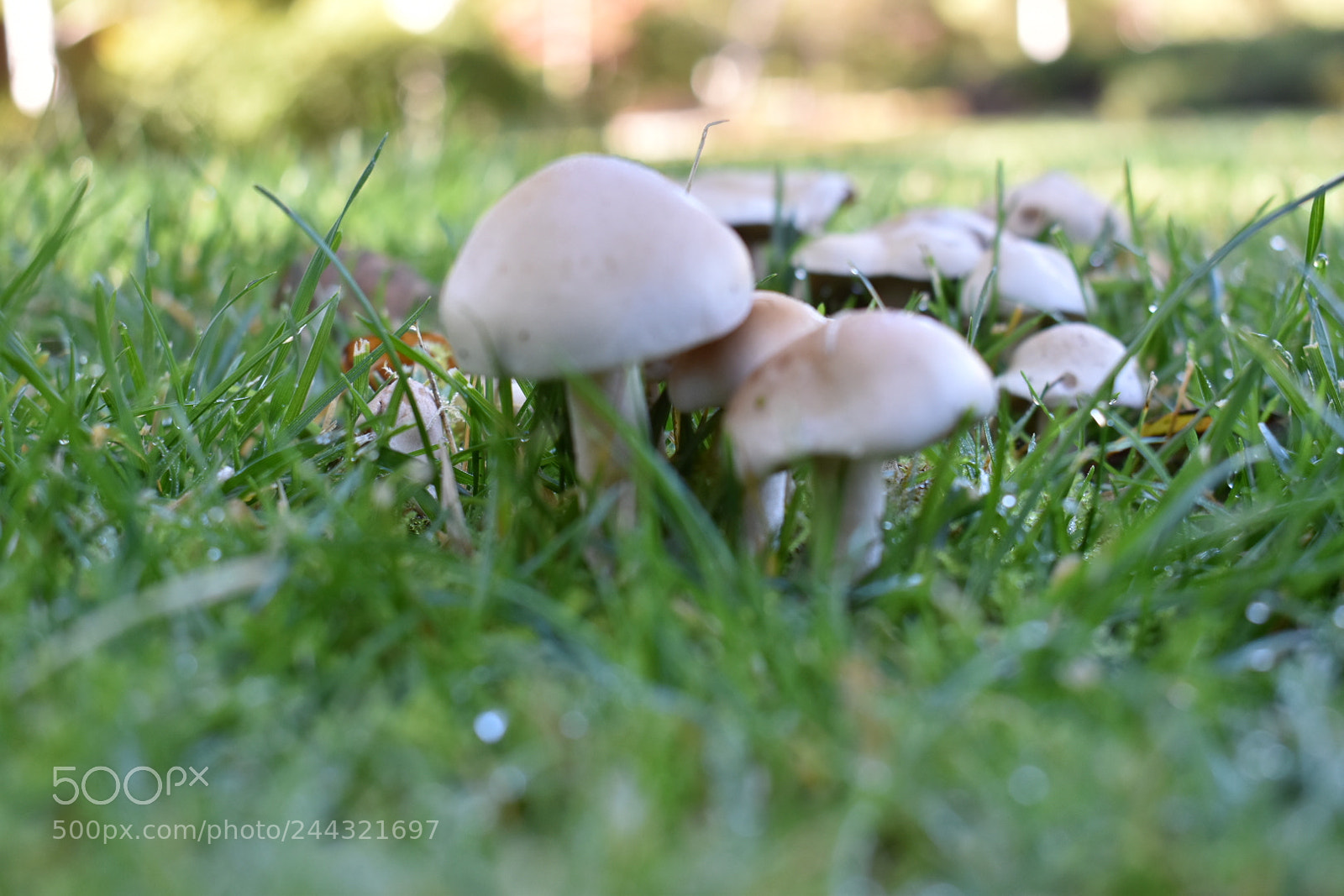 Nikon D5600 sample photo. Hongos photography