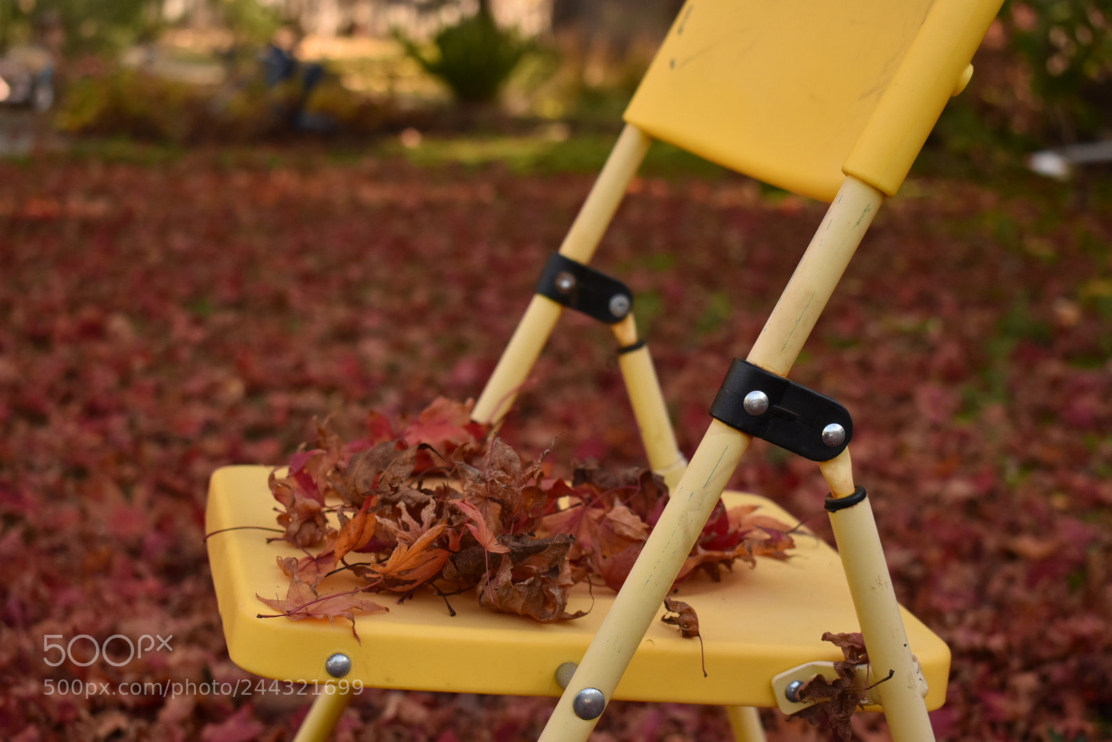 Nikon D5600 sample photo. Fall photography