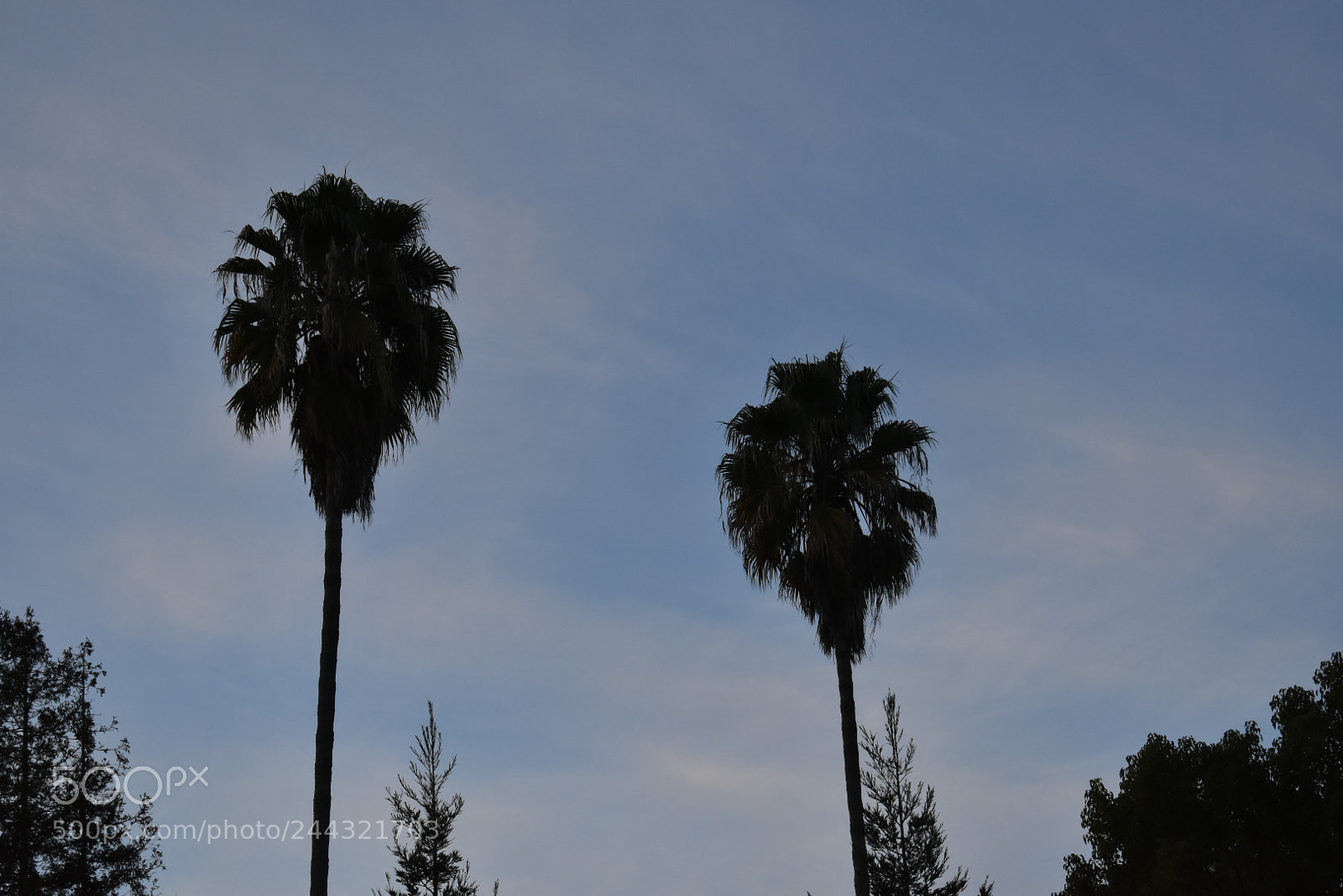 Nikon D5600 sample photo. California palm trees photography