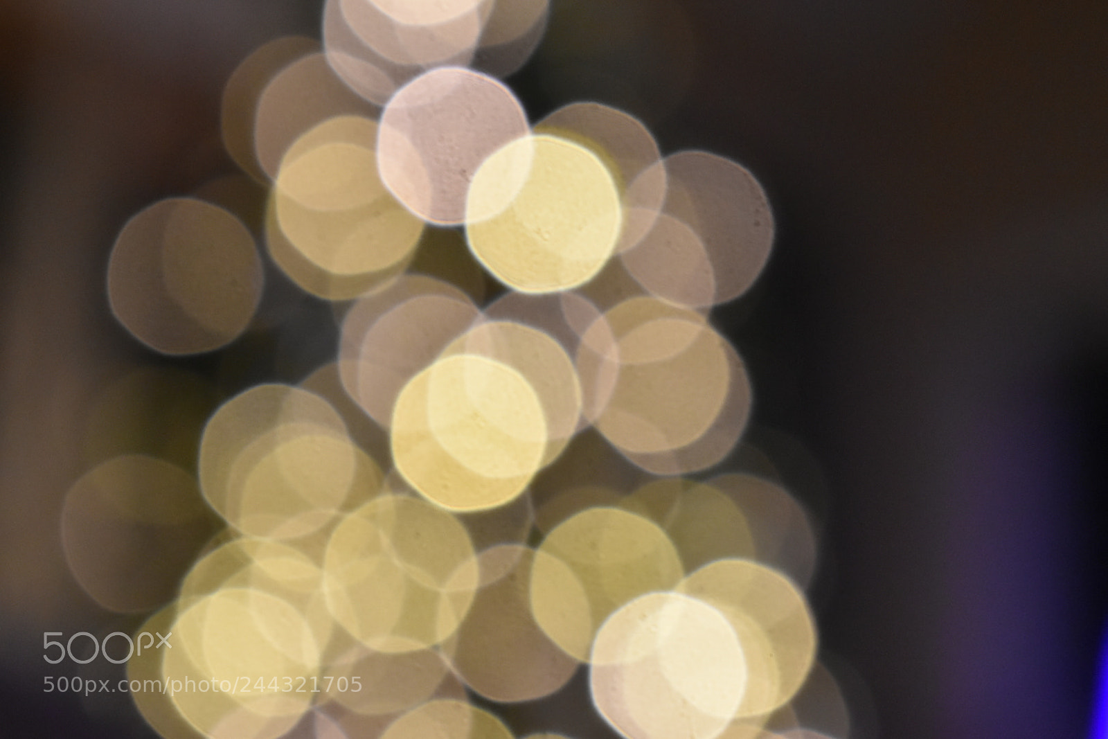 Nikon D5600 sample photo. Not focusing photography