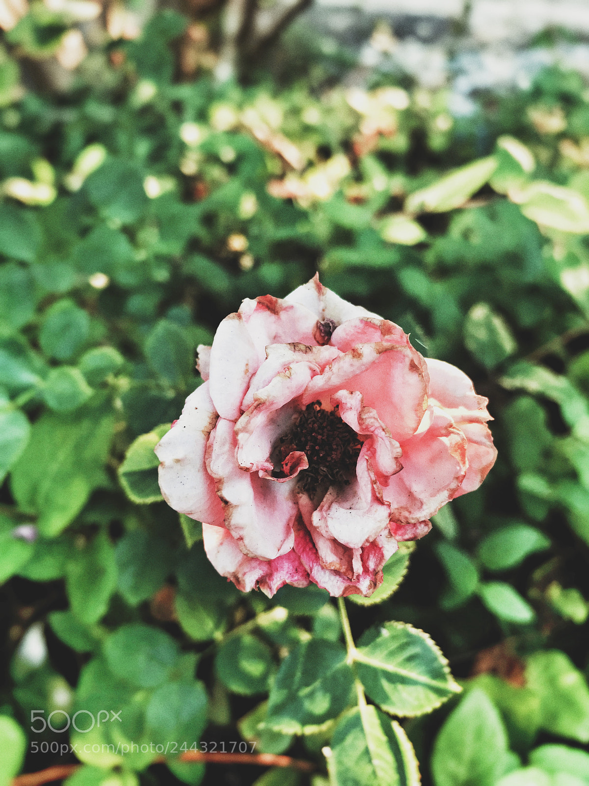 Apple iPhone 7 Plus sample photo. Dying photography