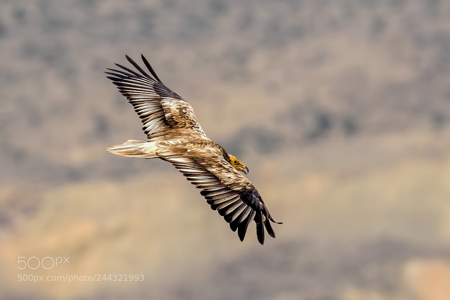 Canon EOS 7D Mark II sample photo. Little vulture photography